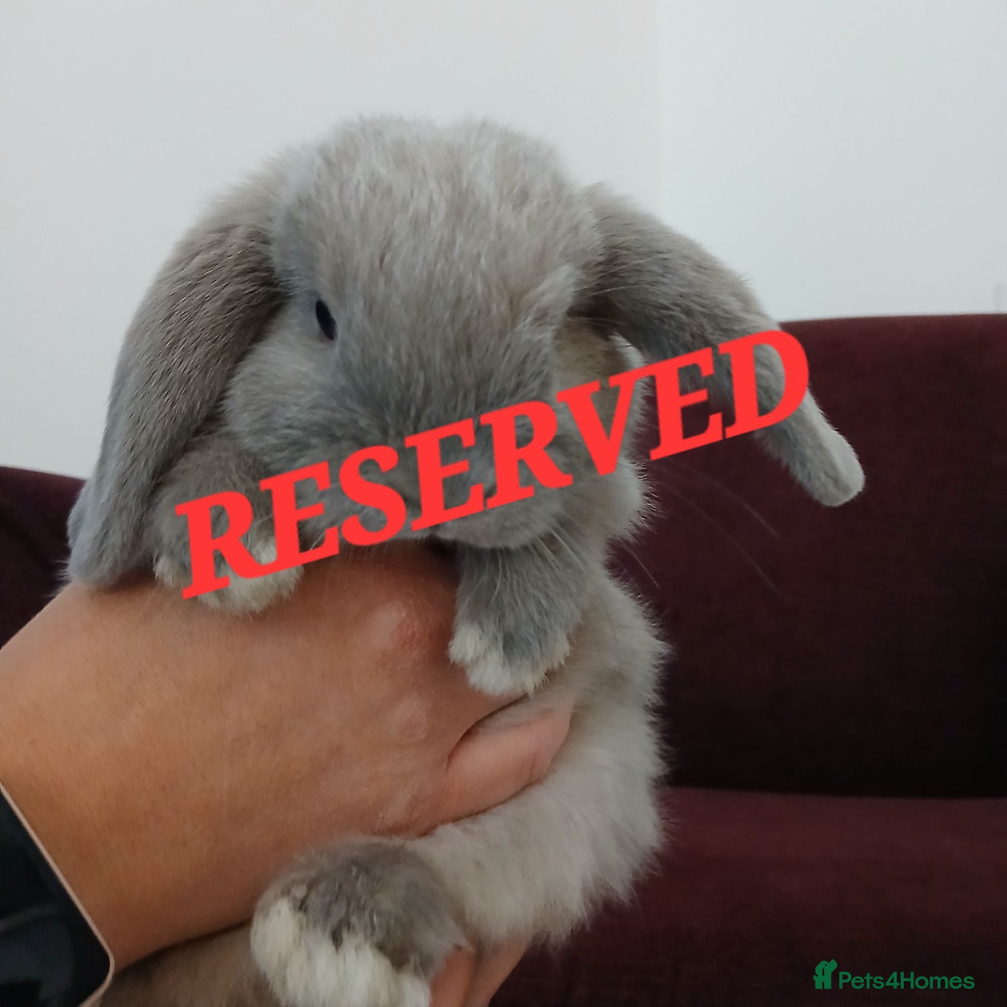 Mini Lop rabbits Mini lop Baby Rabbit - Advert 4