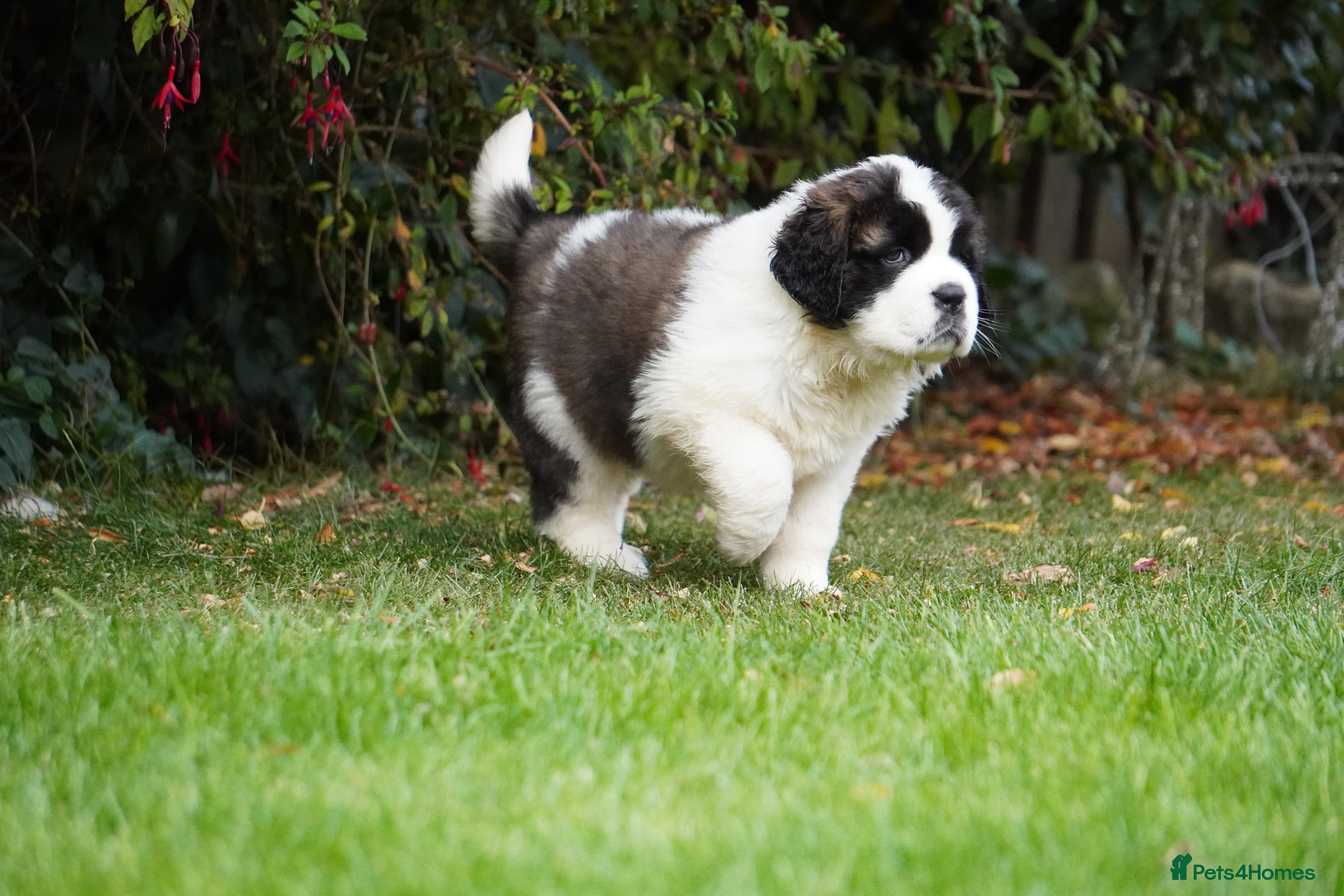 Saint Bernard dogs Outstanding St Bernard puppies for sale  - Advert 1