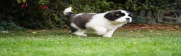 Saint Bernard dogs for sale: Outstanding St Bernard puppies for sale  - Advert 7