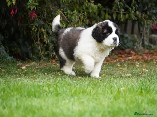 Saint Bernard dogs Outstanding St Bernard puppies ONLY ONE GIRL LEFT - Advert 2