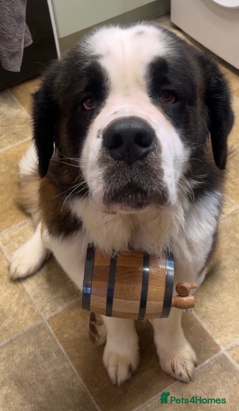 Saint Bernard dogs KC Registered pure breed stallion is up for STUD  - Advert 4