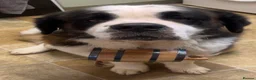 Saint Bernard dogs for stud: KC Registered pure breed stallion is up for STUD  - Advert 1