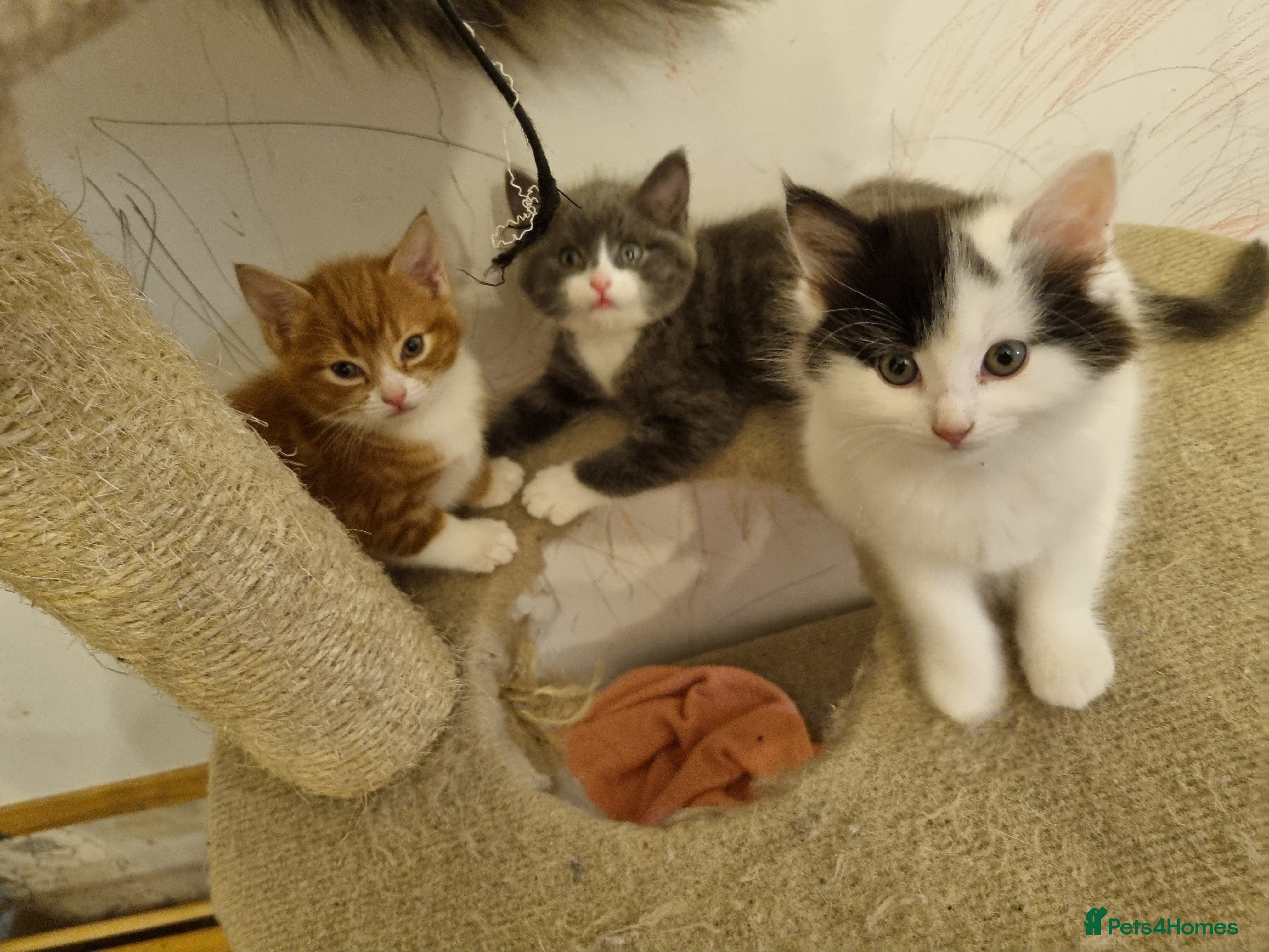 RagaMuffin cats Gorgeous RagamuffinX  - Advert 3