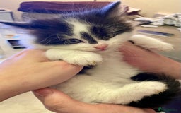 Turkish Angora cats for sale: Turkish angora kitten  - Image 11