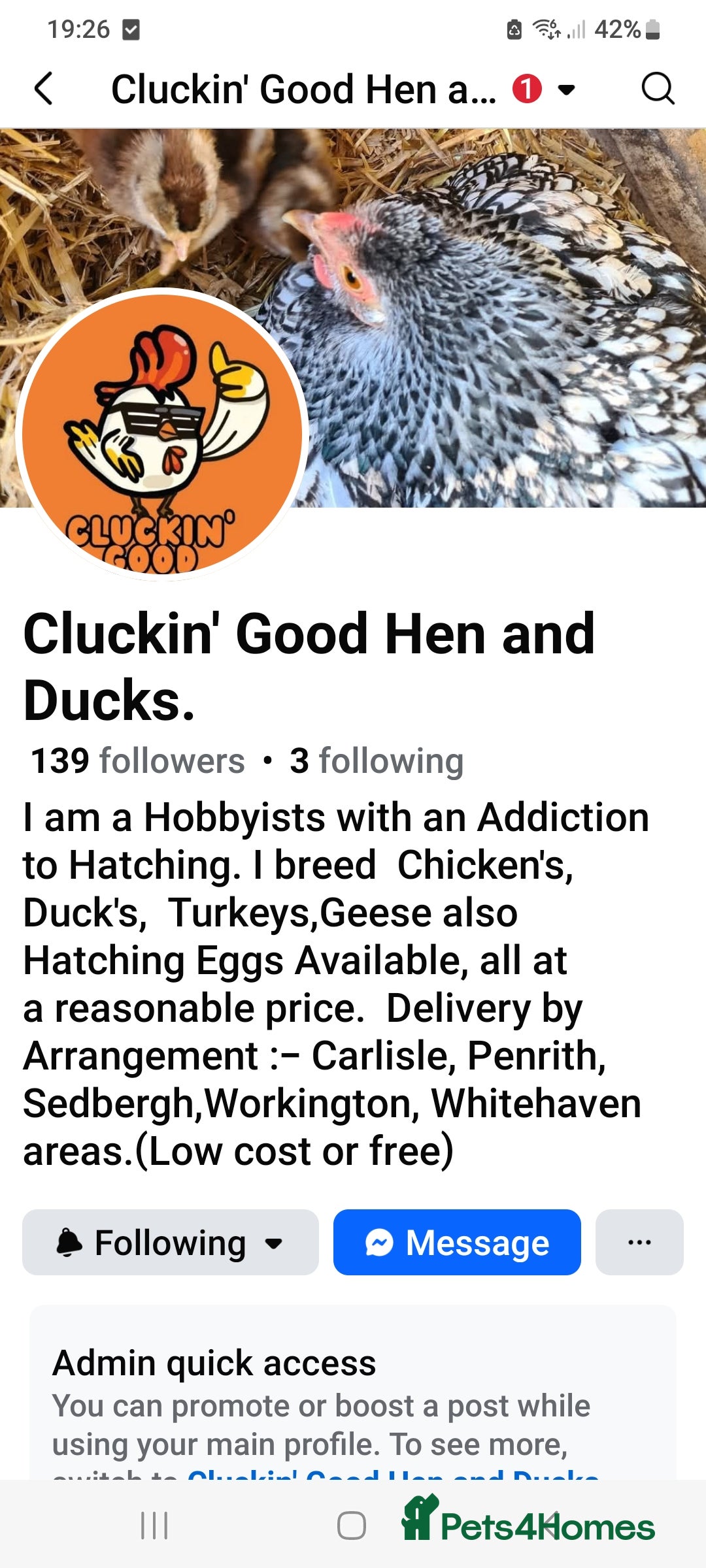 Chickens poultry for sale: Cream legbar Day old Female  Blue Eggs  in Wigton - Image 5