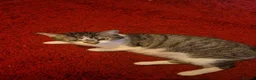 Mixed Breed cats for sale: Kittens 3x - Advert 1