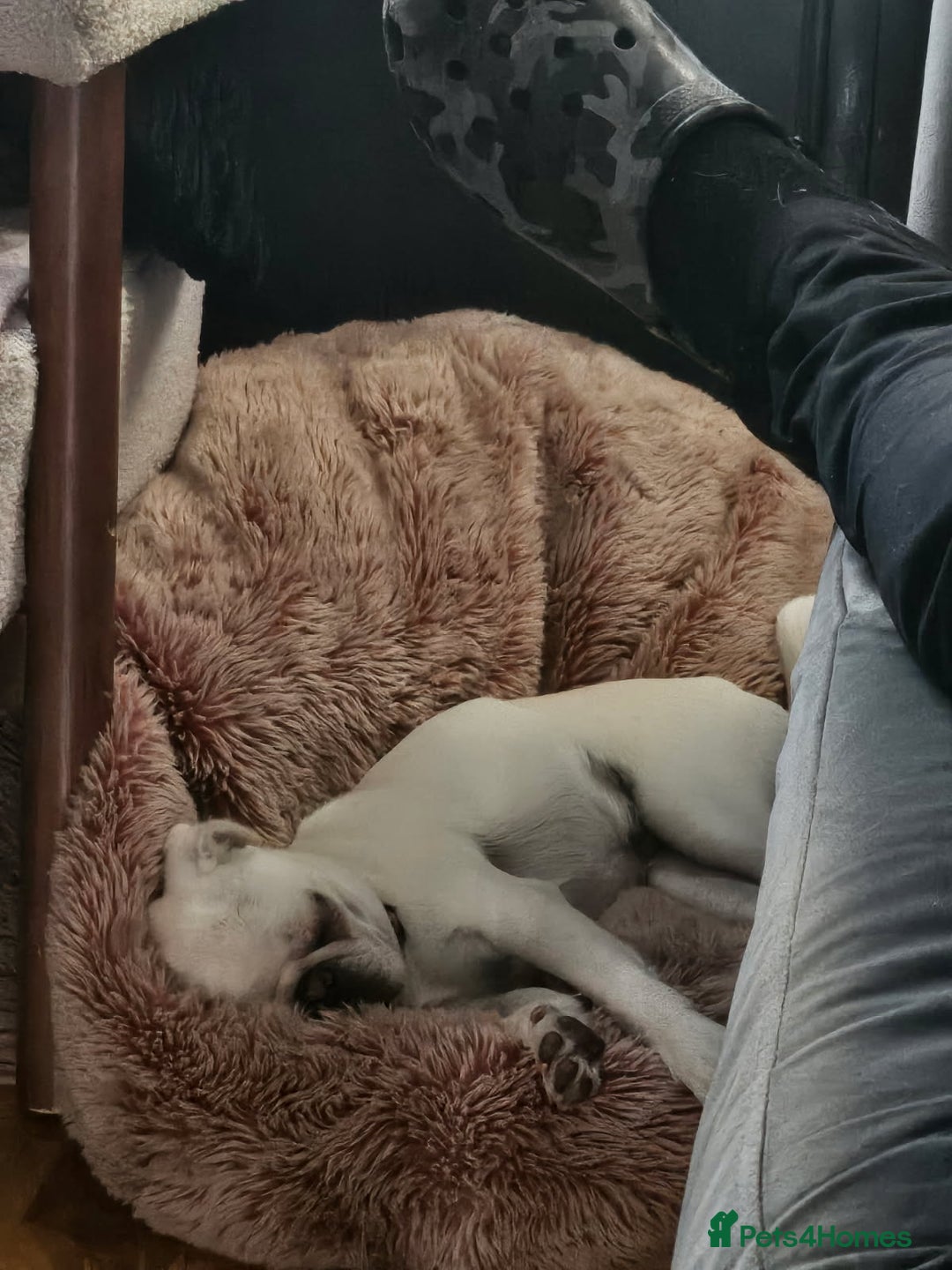 Pug dogs for sale: White female pug  - Advert 3