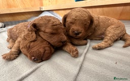 Miniature Poodle dogs for sale: Adorable Miniature Red Poodle Puppies - Image 13