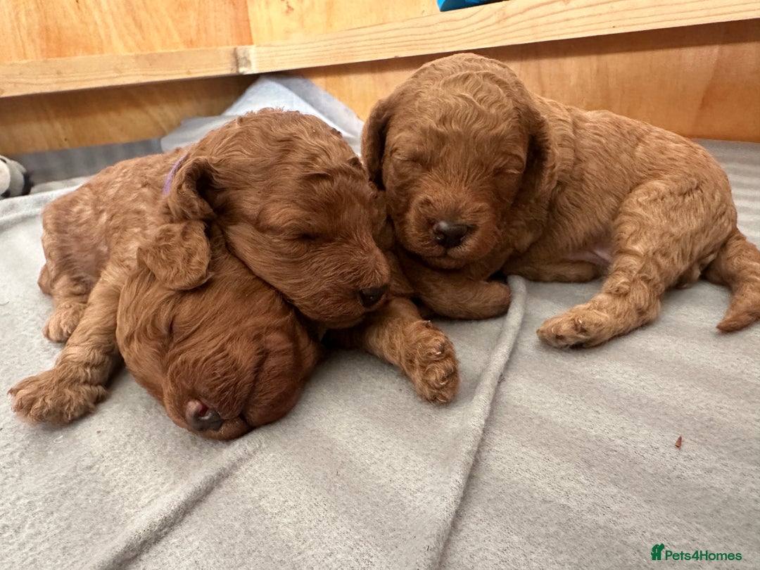 Miniature Poodle dogs for sale: Adorable Miniature Red Poodle Puppies - Image 13