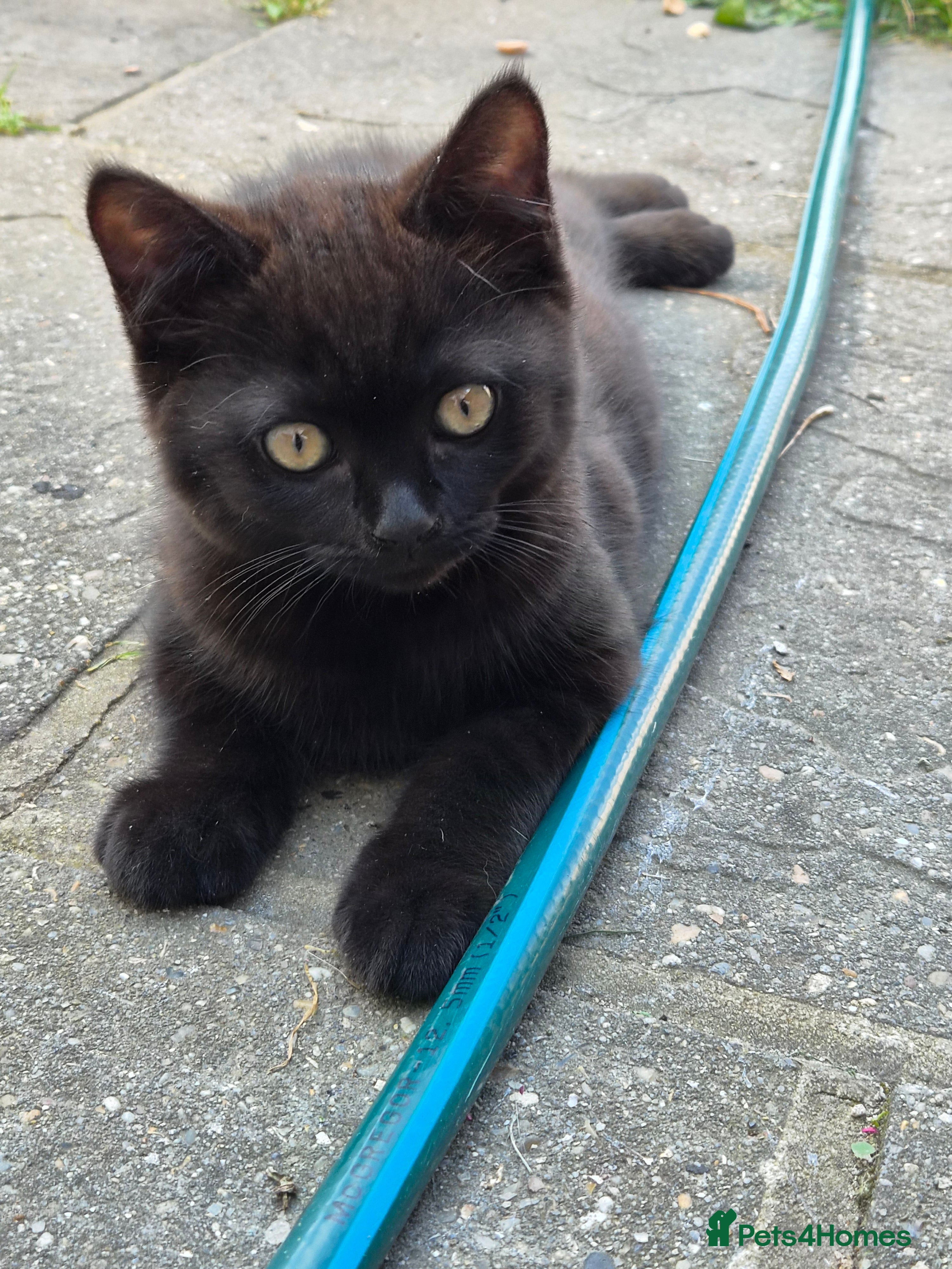 British Shorthair cats British Shorthair Brother & Sister Kittens - Advert 17