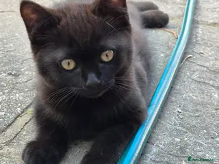 British Shorthair cats British Shorthair Brother & Sister Kittens - Advert 17