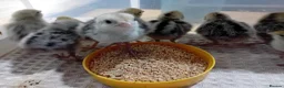 Quail poultry for sale: Snowflake Bobwhite Quail Chicks - Advert 12