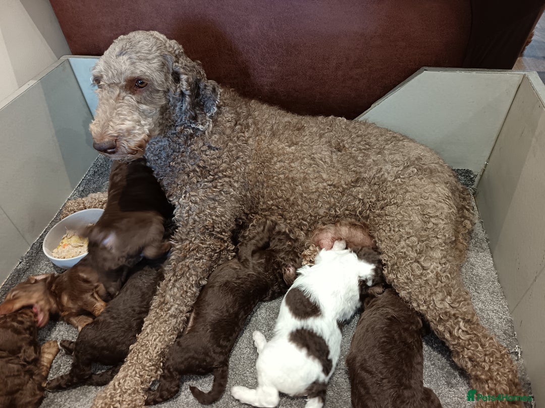Labradoodle dogs for sale: ✔️The work has been done choose your breeder right - Image 9