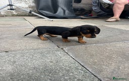 Miniature Dachshund dogs for sale: Smooth hair miniature dachshunds  - Image 6