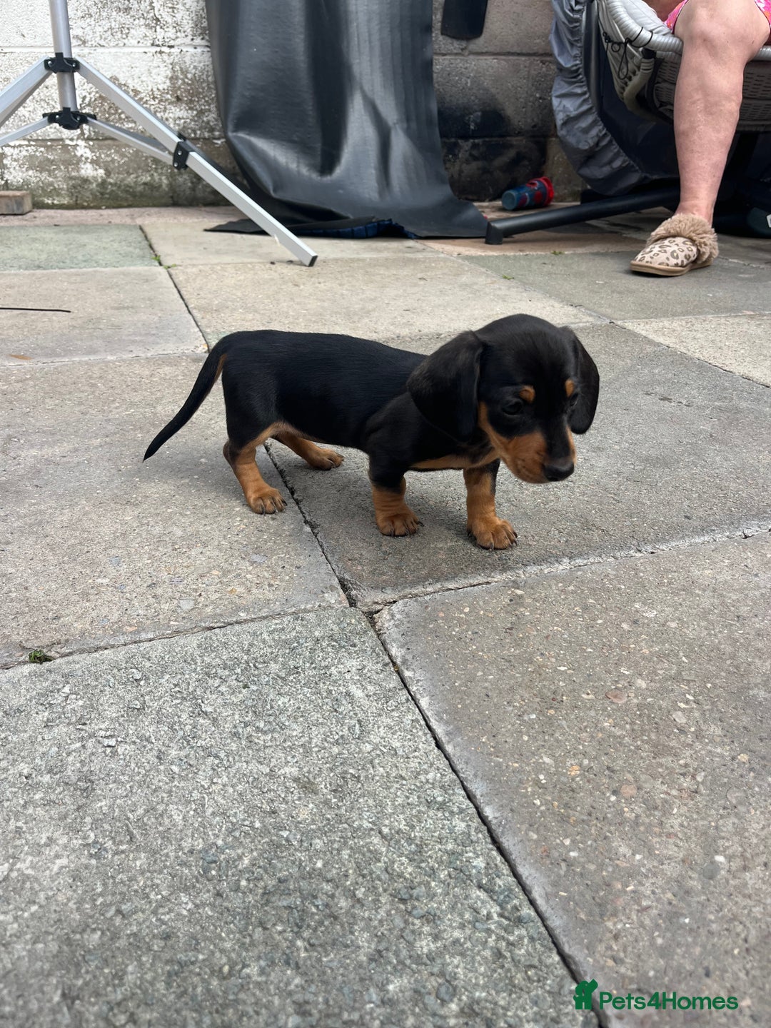 Miniature Dachshund dogs for sale: Smooth hair miniature dachshunds  - Image 6