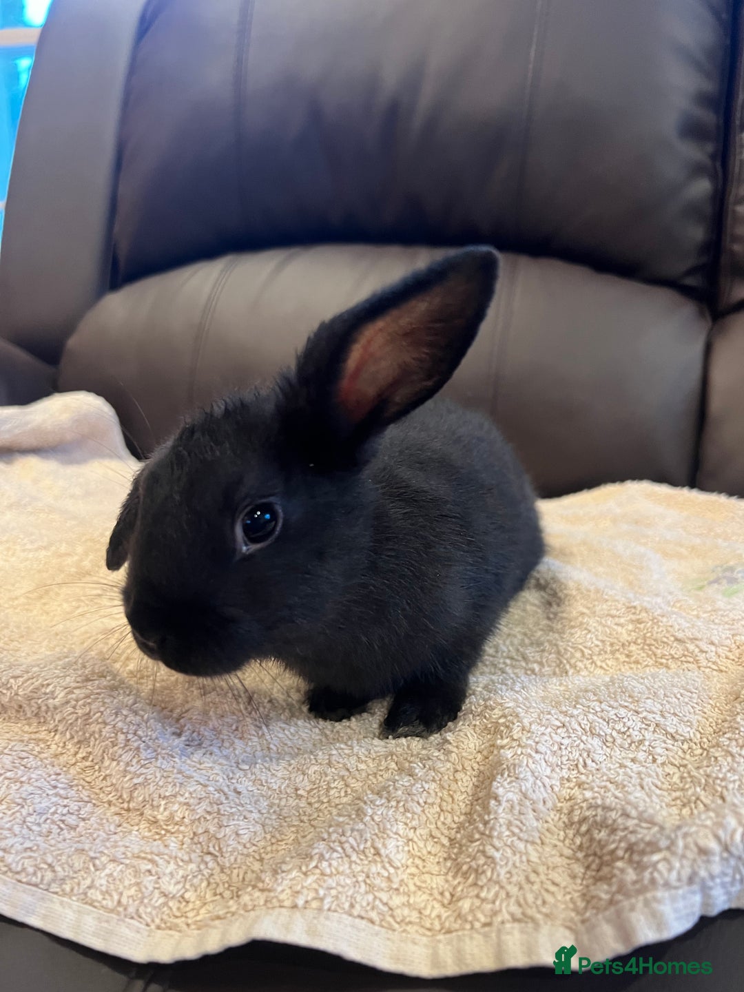 Mixed Breed rabbits for sale: 5 bunnies for sale - Advert 3