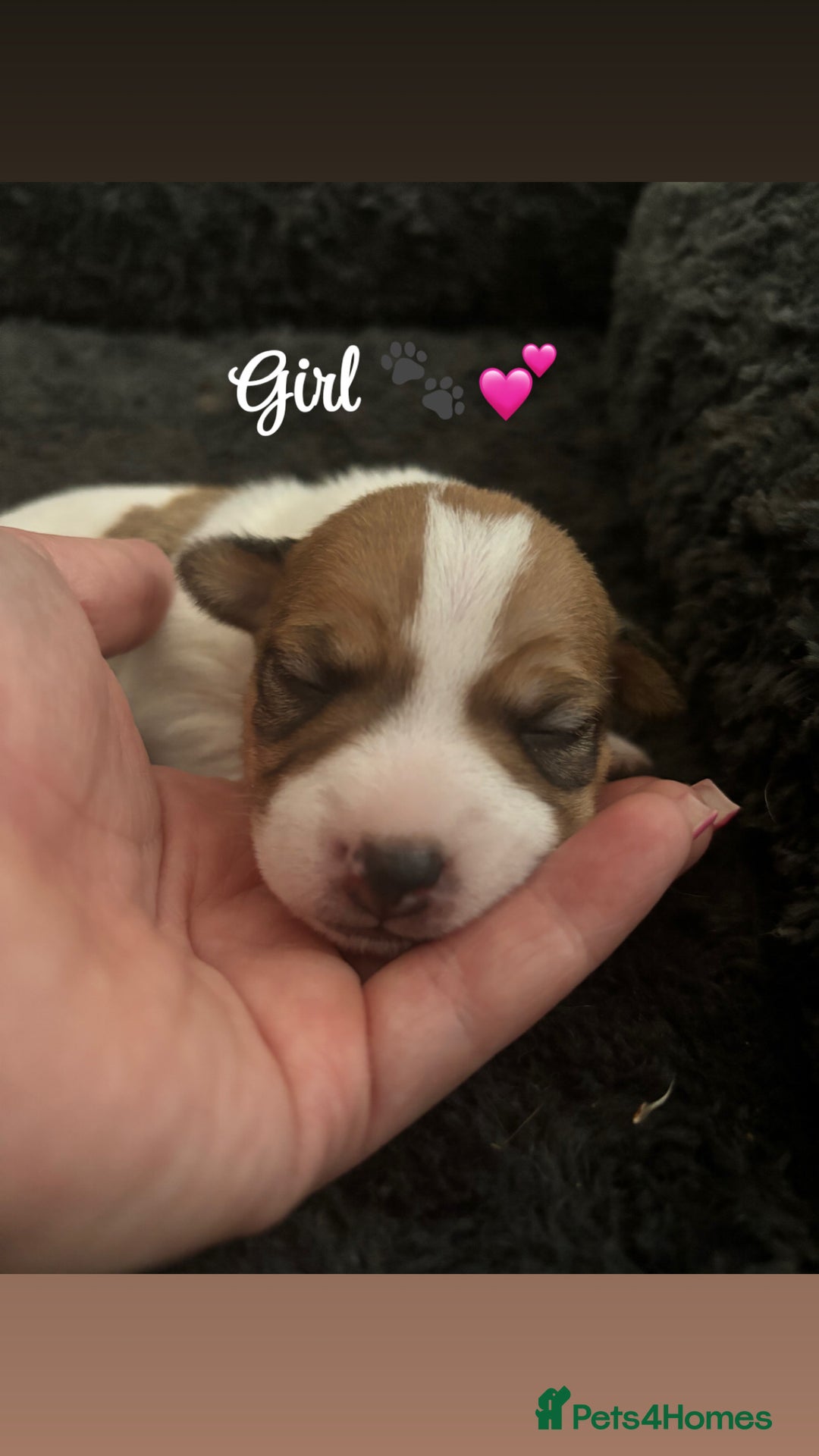 Jack Russell dogs for sale: Jack Russell pups - Image 2