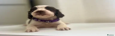 Sprocker Purple collar!