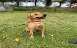 Labrador Retriever dogs for sale: SCOOBY looking for his forever home - Image 1