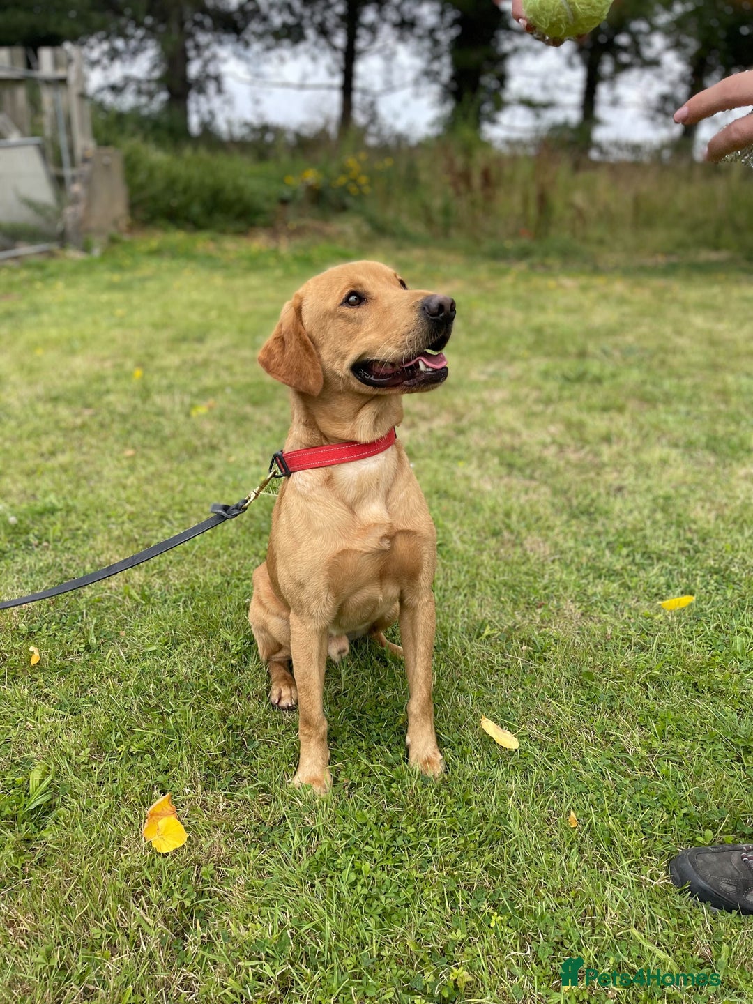 Labrador Retriever dogs for sale: SCOOBY looking for his forever home - Image 1