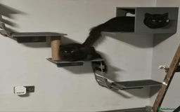 British Longhair cats for sale: Meet Hocus & Pocus  - Image 2
