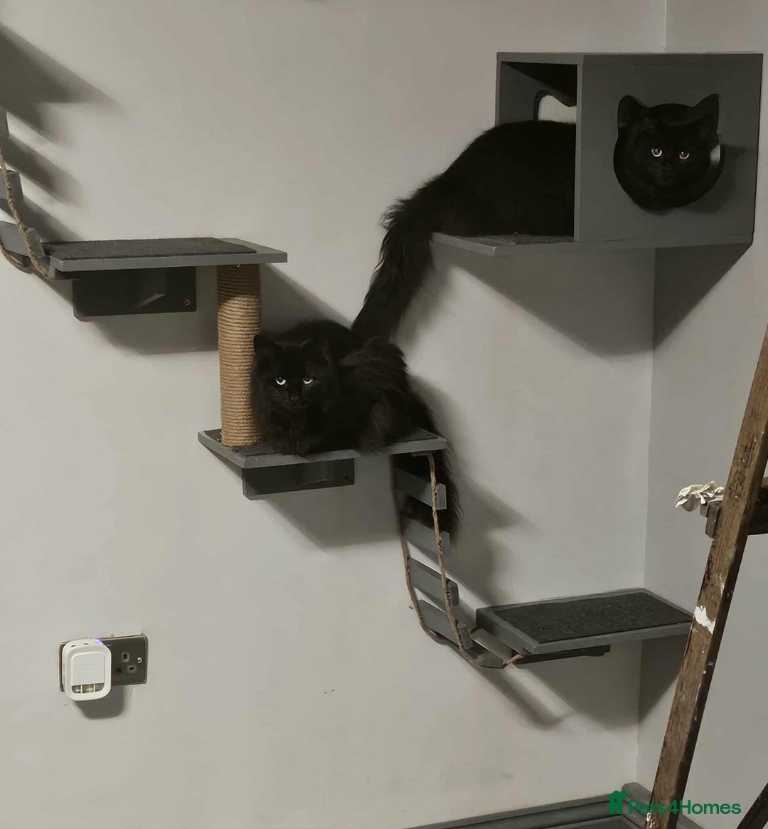 British Longhair cats for sale: Meet Hocus & Pocus  - Image 2