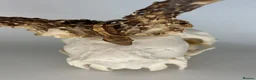 Gecko reptiles for sale: Baby Lilly white & harlequin crested geckos  - Advert 4