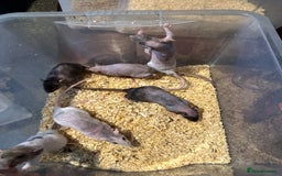 Rat rodents for sale: Mixed - Image 2