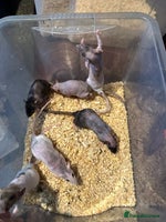 Rat rodents - Advert 3