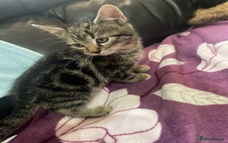 Domestic Shorthair cats for sale: Cheap Kittens for sale - Image 3