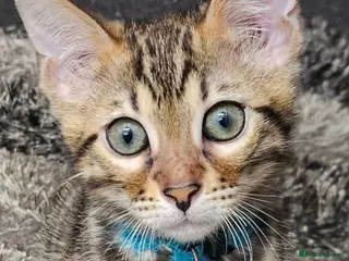 Bengal cats Tica Active Registered Bengal Kittens - Advert 13