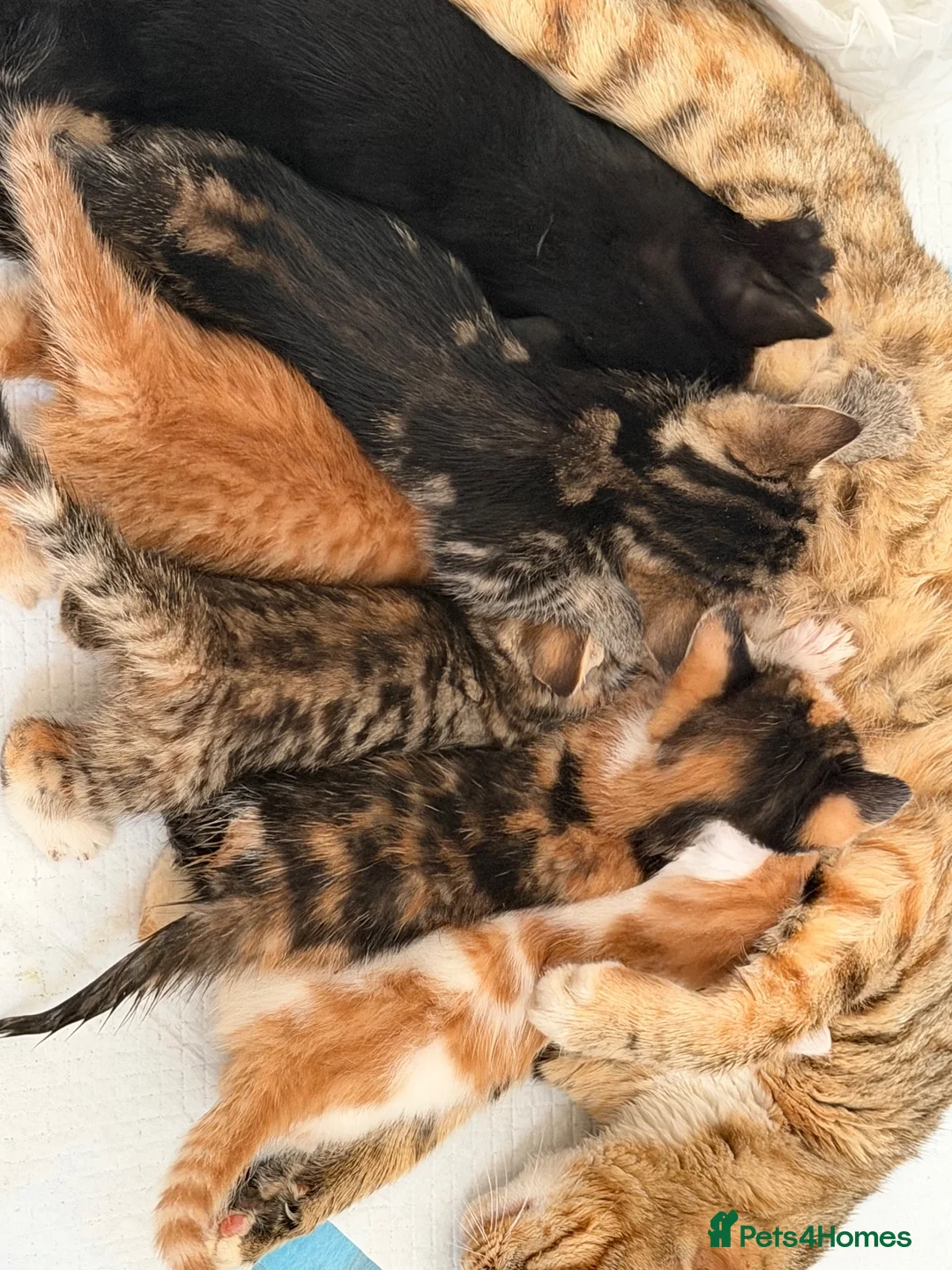 Mixed Breed cats for sale: Bengal Mix Kittens - Advert 34