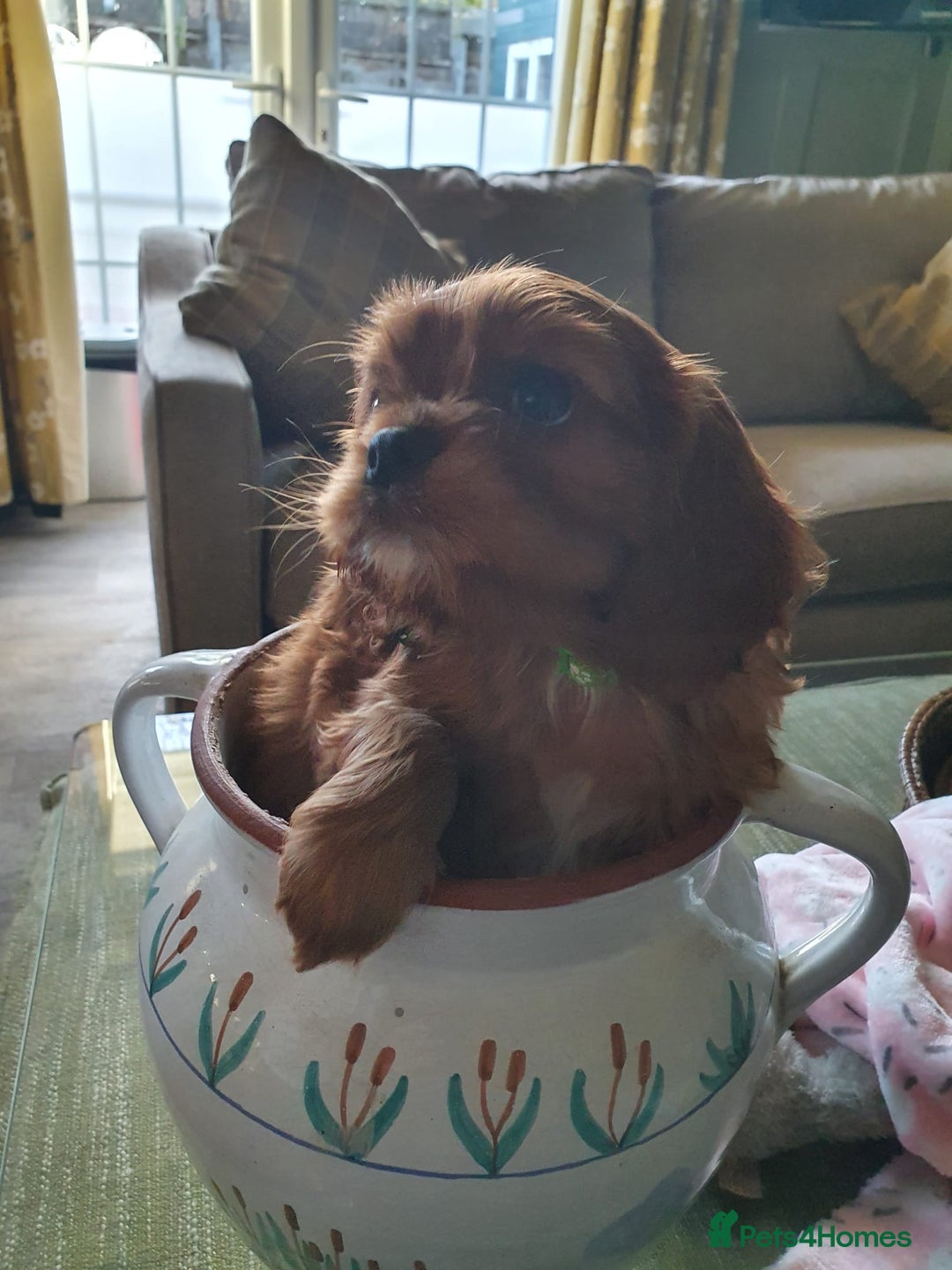 Cavalier King Charles Spaniel dogs for sale: Russian import x polish cavalier King Charles  - Advert 7