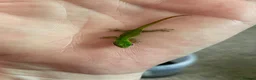 Gecko reptiles for sale: Mauritian Blue Tailed Gecko Phelsuma cepediana in Bracknell - Advert 5