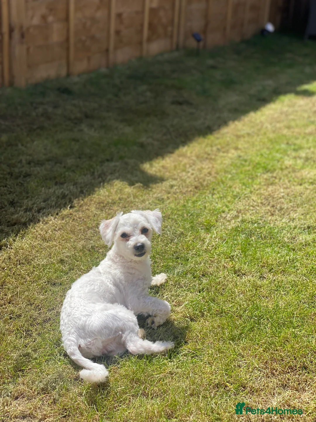 Mixed Breed dogs for sale: Male bichon maltese  in Carterton - Advert 1