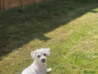 Mixed Breed dogs Male bichon maltese in Carterton - Advert 12