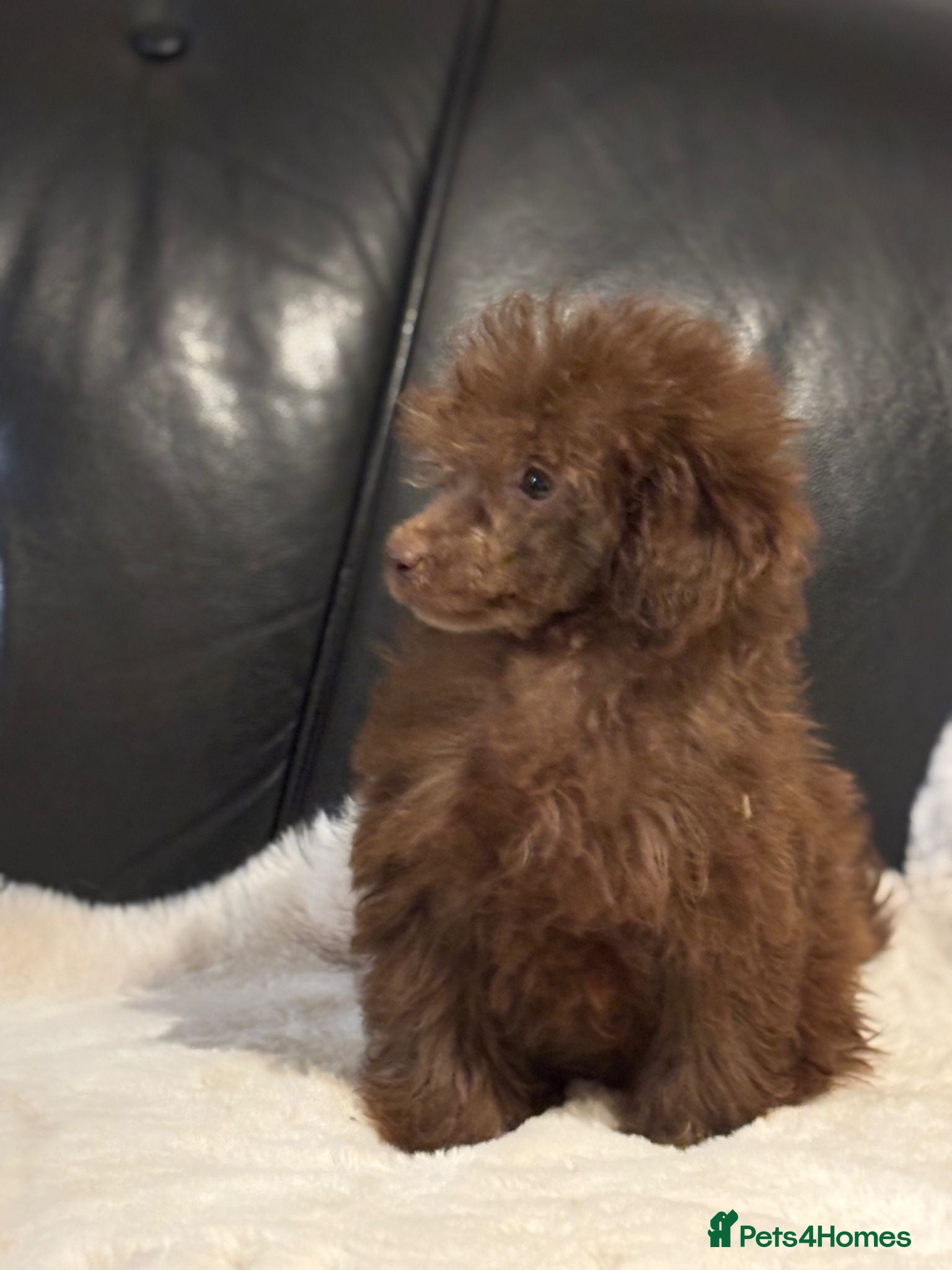 Toy Poodle dogs Stunning litter of toy poodles  - Advert 11