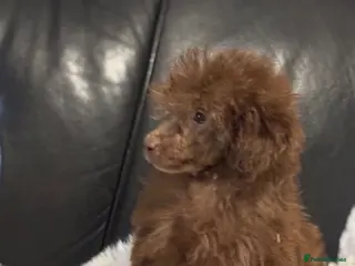Toy Poodle dogs Stunning litter of toy poodles - Advert 11