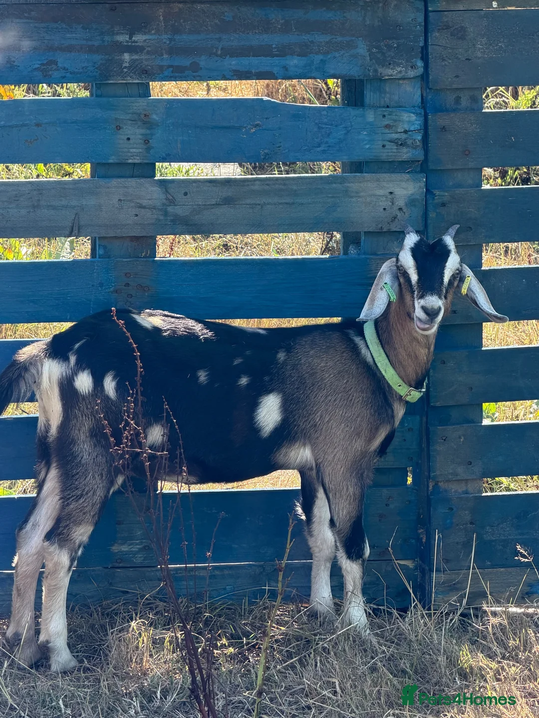 Goats livestock for sale: Toggenburg x Anglo Nubian  in Milford Haven - Advert 2