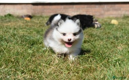 Pomsky dogs for sale: Genuine Toy Size Pomskies - Image 19