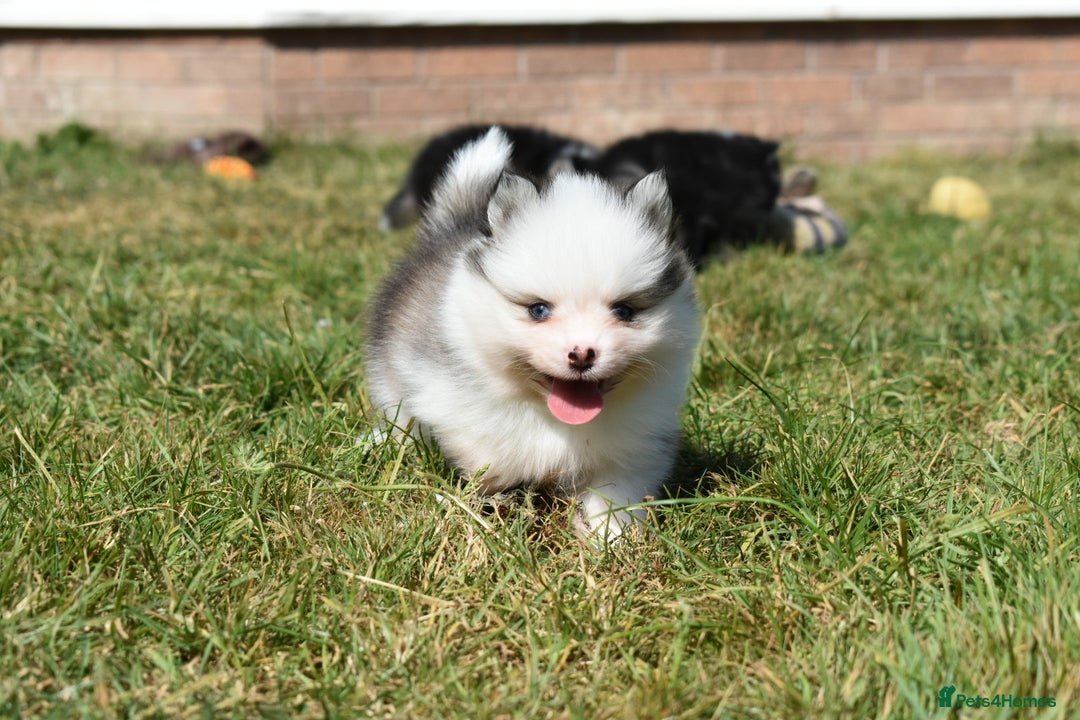 Pomsky dogs for sale: Genuine Toy Size Pomskies - Image 19