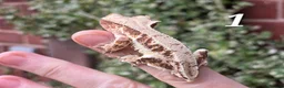 Gecko reptiles for sale: Various crested geckos  - Advert 1