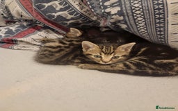 Mixed Breed cats for sale: Beautiful kittens for sale - Advert 6