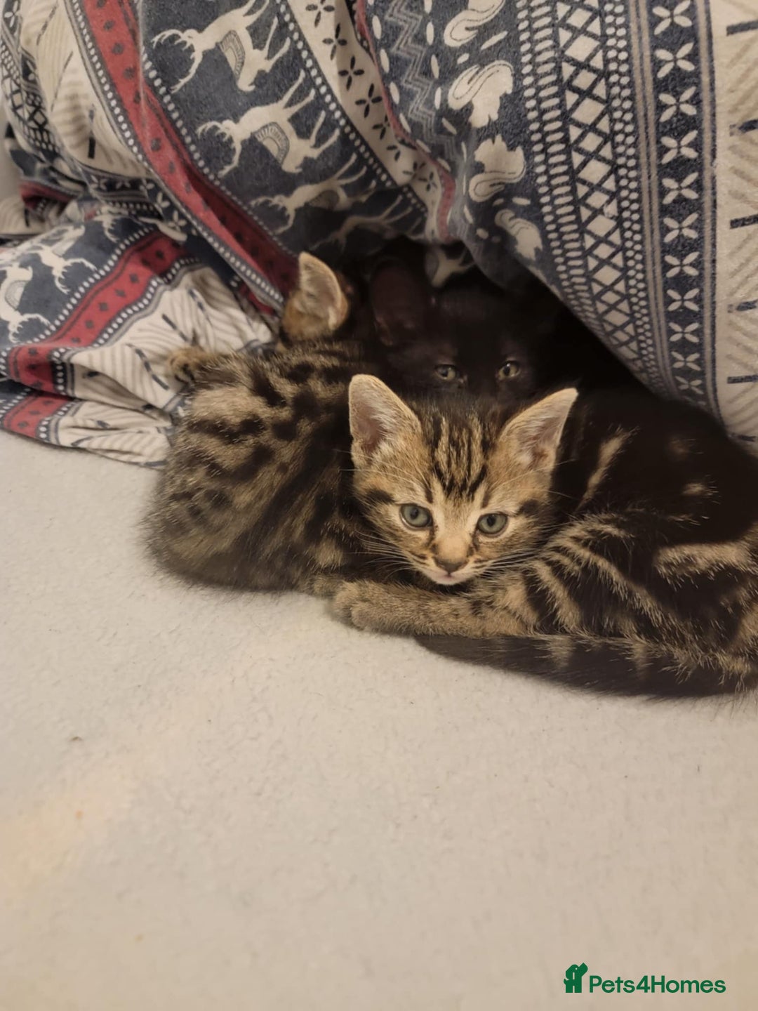 Mixed Breed cats for sale: Beautiful kittens for sale - Advert 6