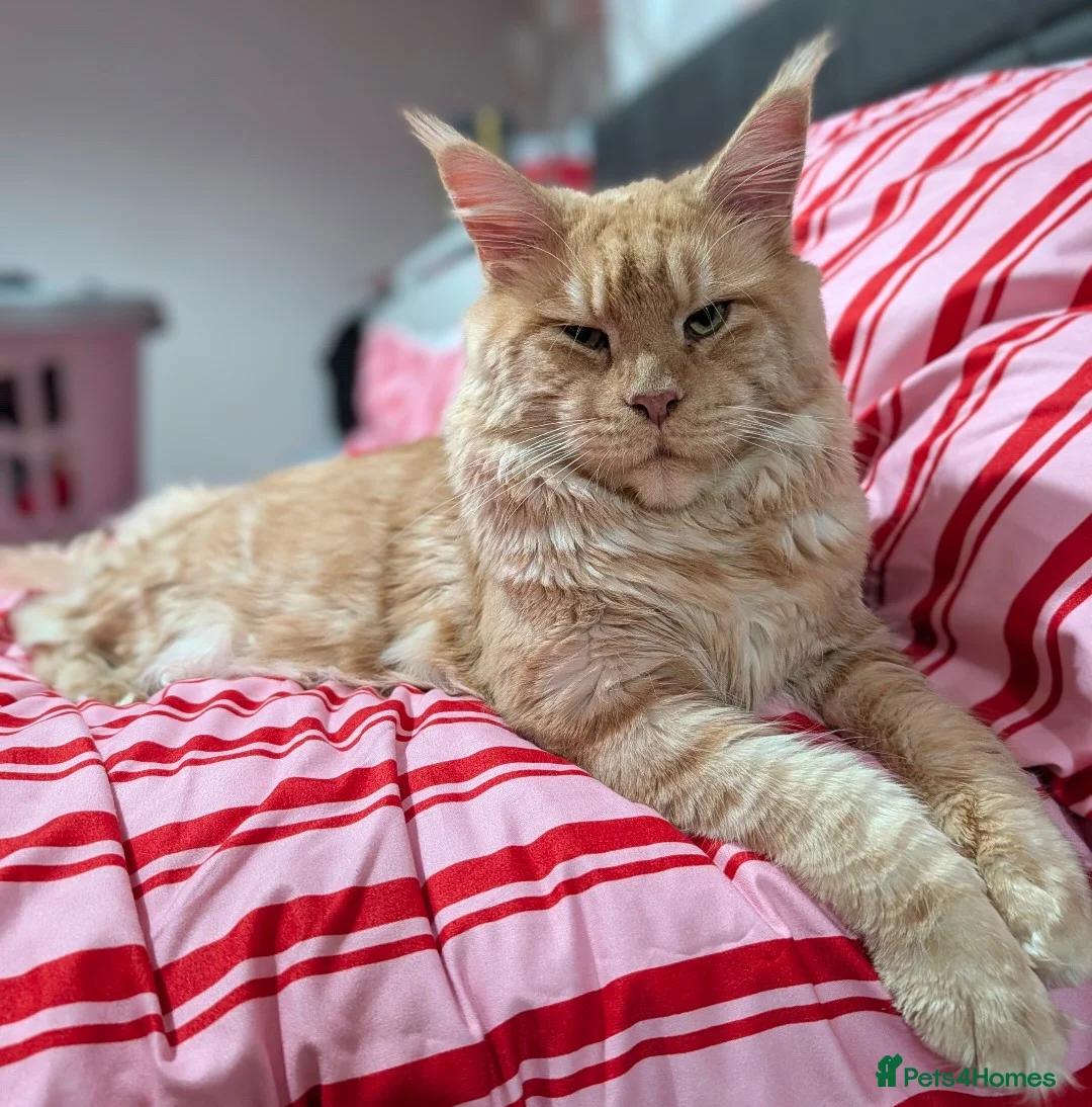 Maine Coon cats for sale: Maine Coon Kittens  - Advert 6