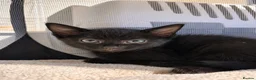 Mixed Breed cats for sale: half maine coon kittens🩵 - Advert 4