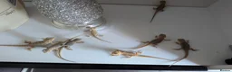 Bearded Dragon reptiles for sale: Hand tame in Pontypool - Advert 2