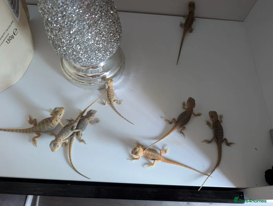 Bearded Dragon reptiles for sale: Hand tame in Pontypool - Advert 2
