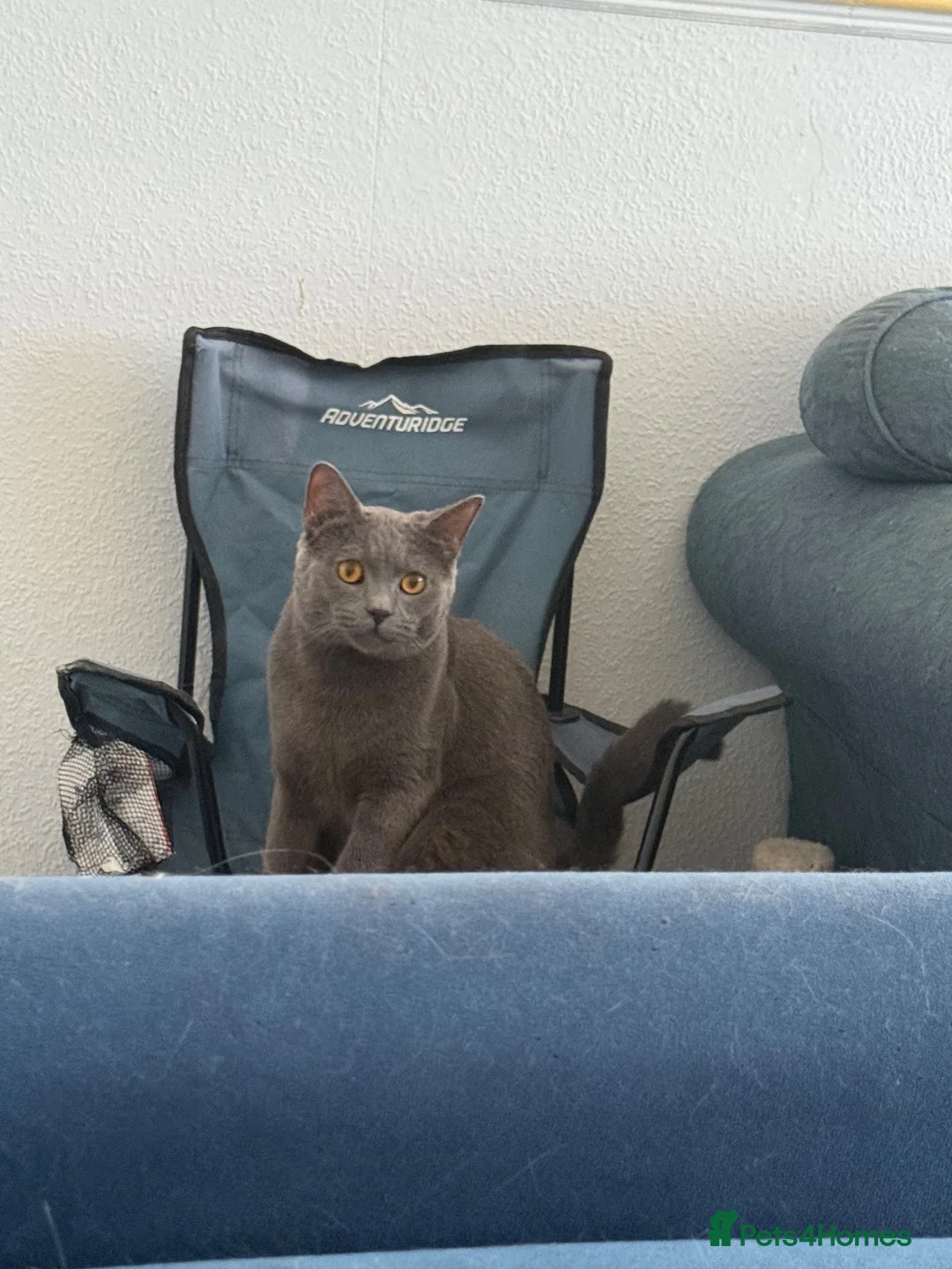 British Shorthair cats for sale: Lovely Male British Shorthair - Advert 16