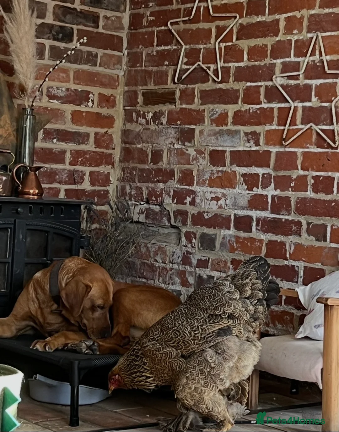 Labrador Retriever dogs for sale:  Fox red Labrador pups for sale, KC registered - Advert 8